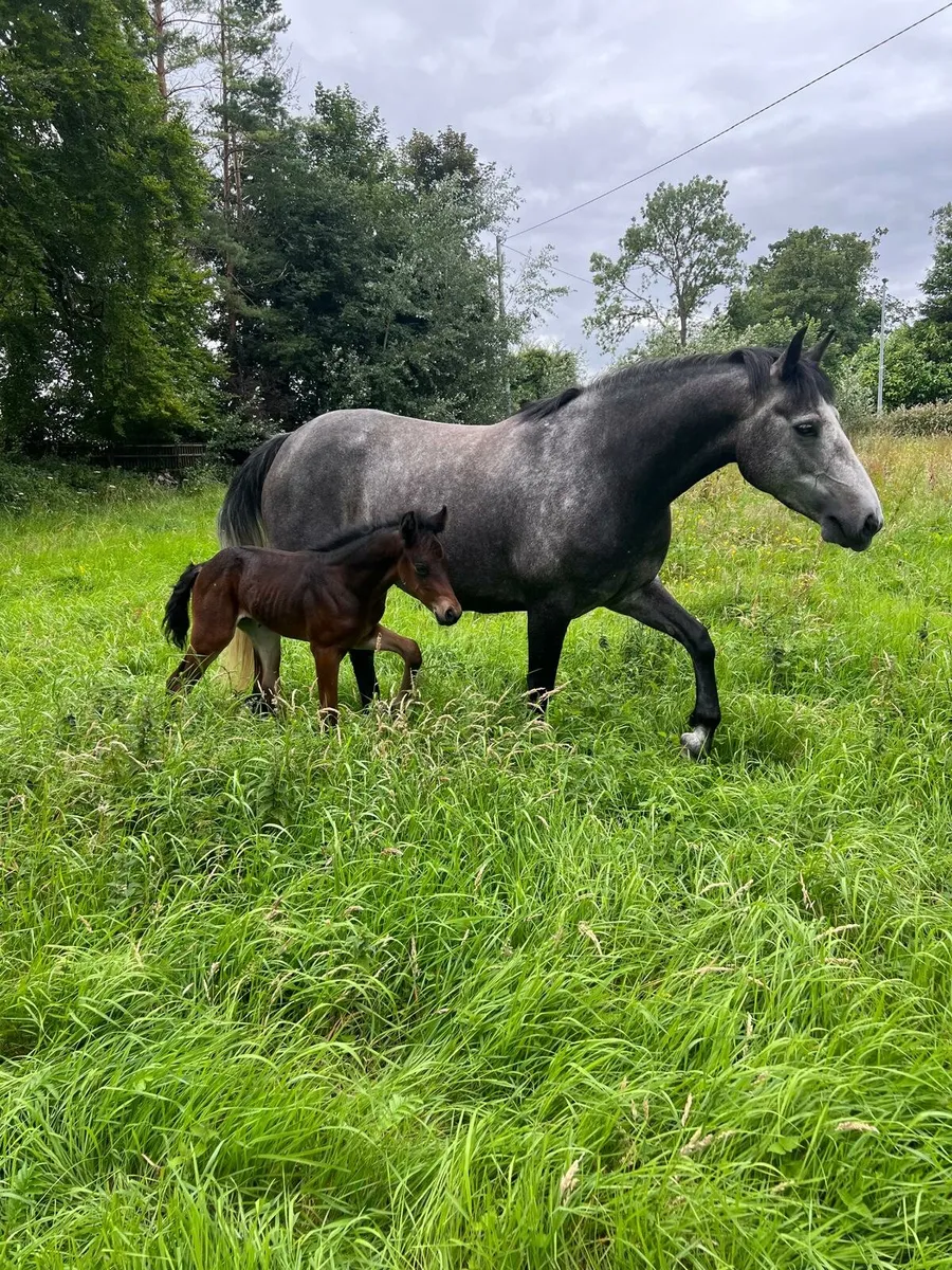 Dark Bay Connemara Foal - Image 3