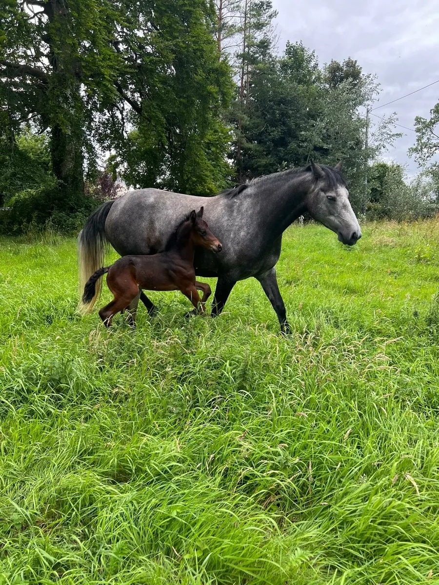 Dark Bay Connemara Foal - Image 4