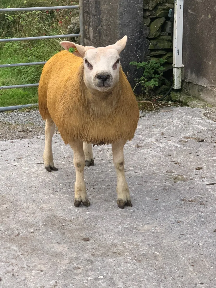 PBR SIS Texel Ram Lamb. - Image 1
