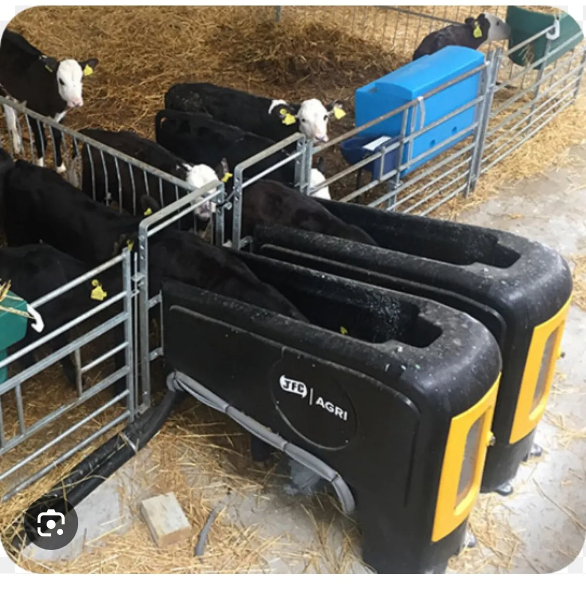 calfs rearing