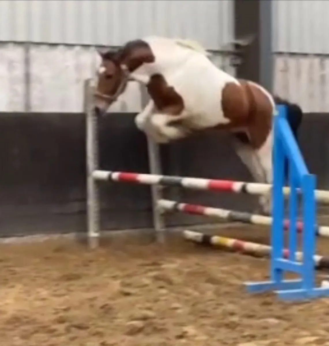 Equine - Image 1