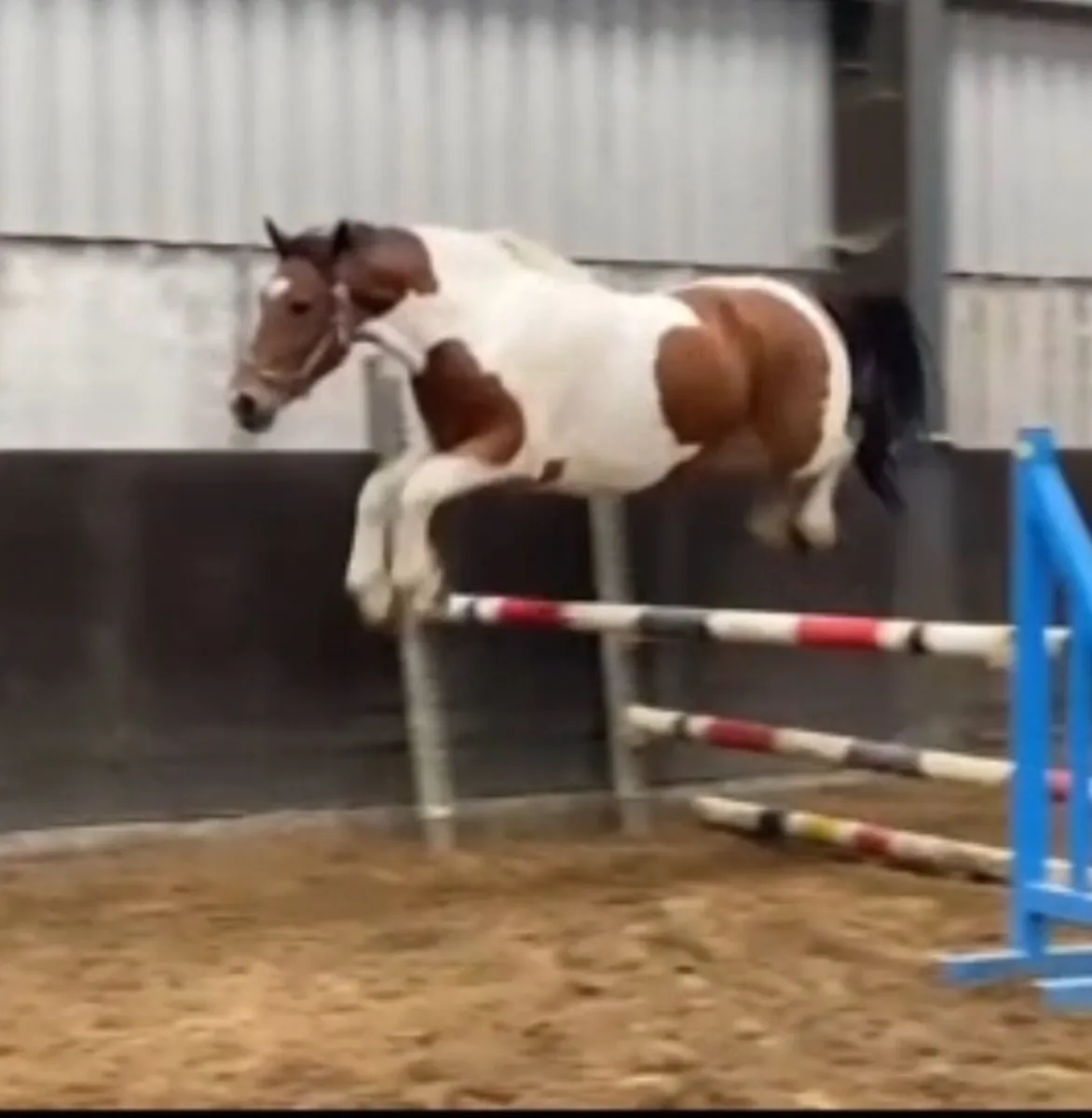 Equine - Image 2