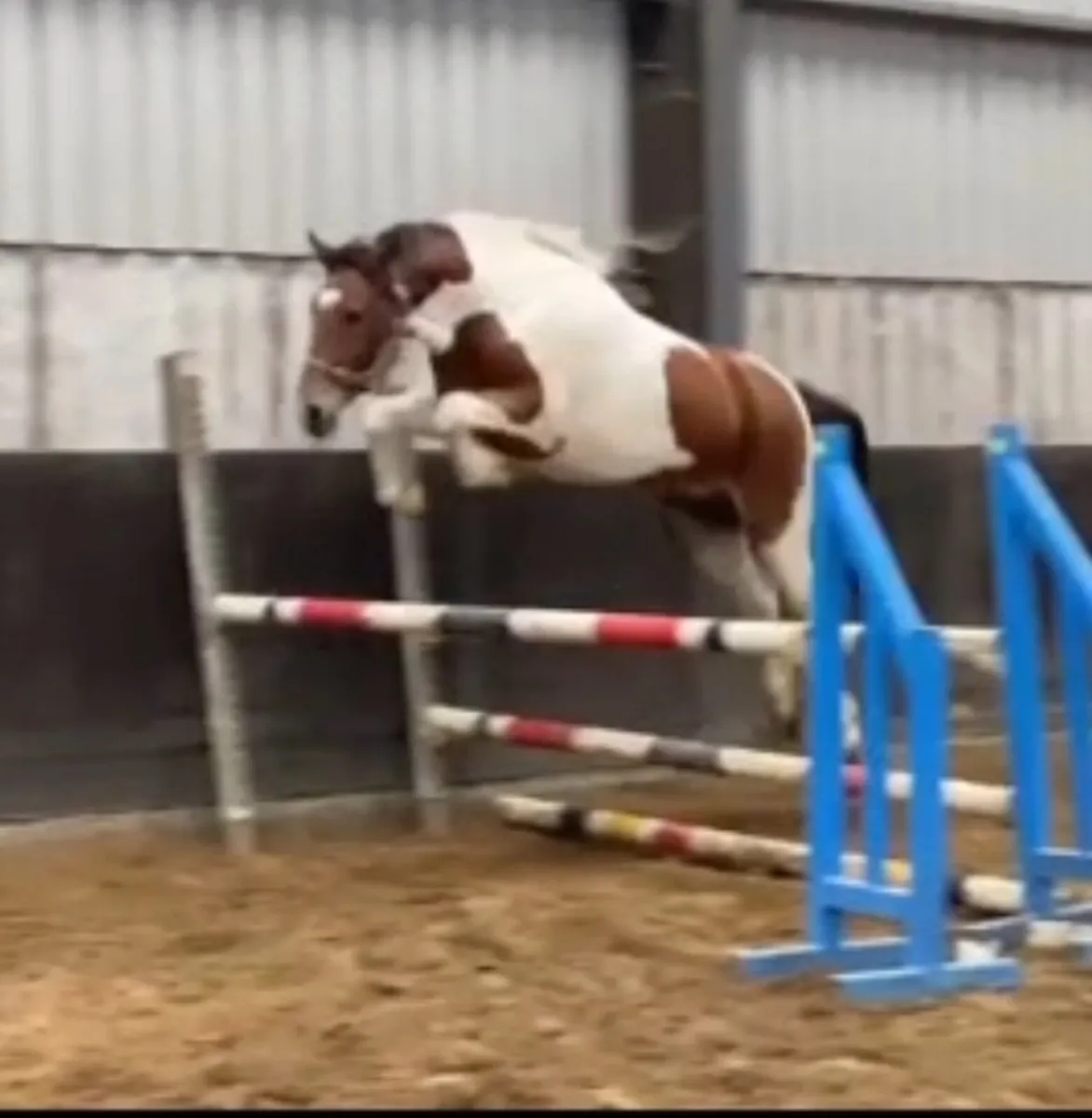 Equine - Image 3