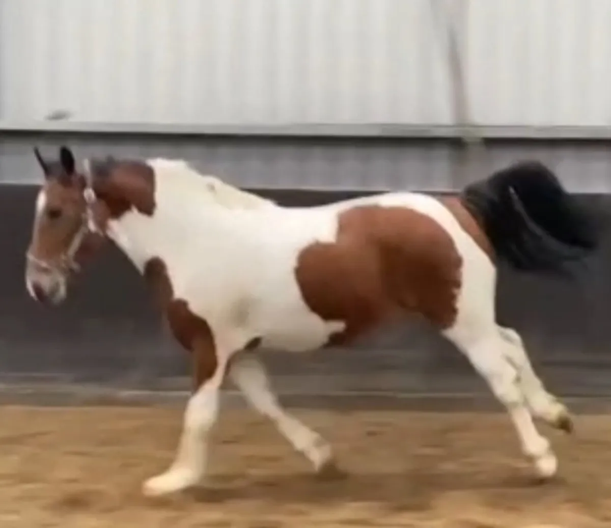 Equine - Image 4