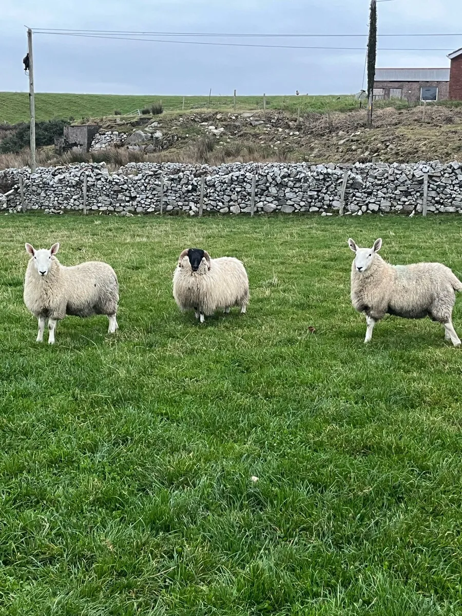 Border Leicester Cheviot - Image 1