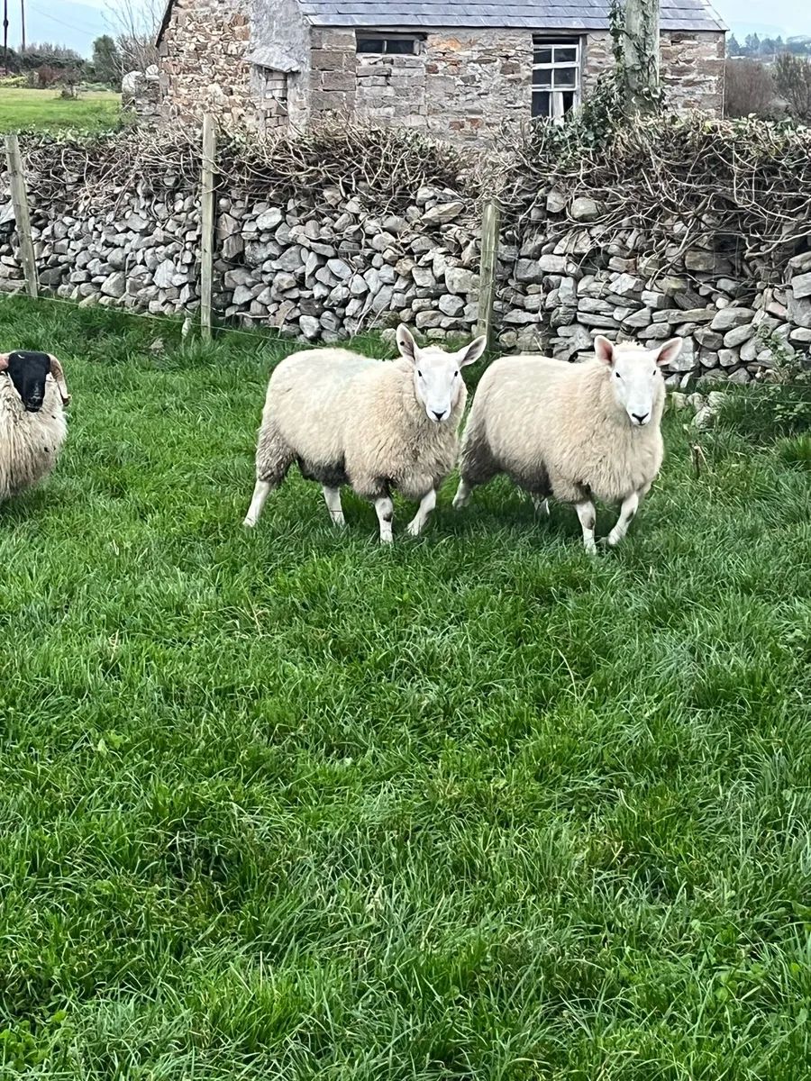Border Leicester Cheviot - Image 2