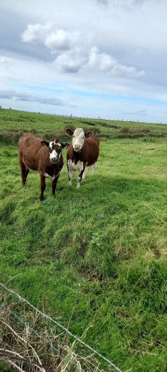 Heifers - Image 2