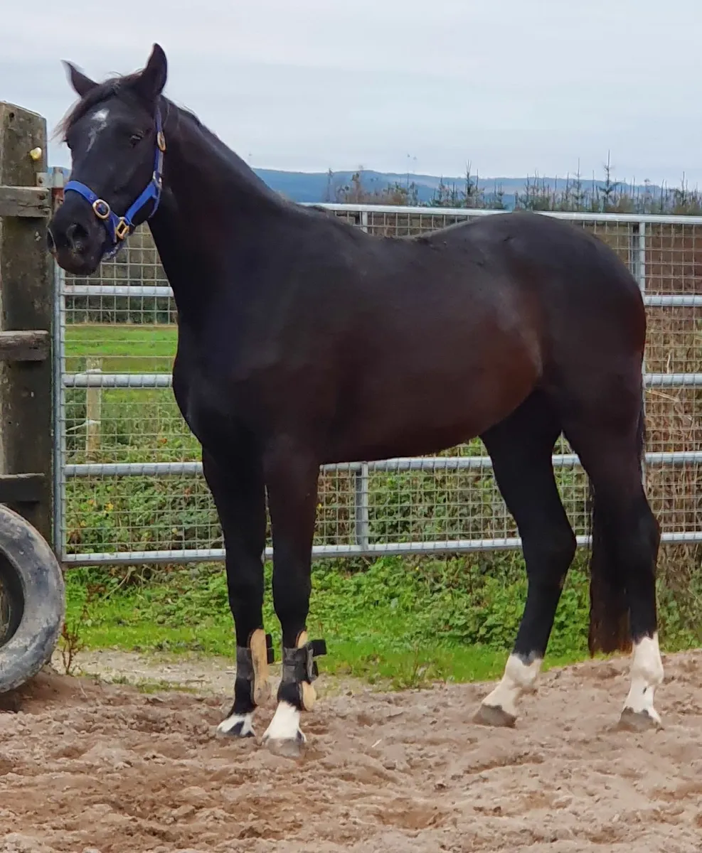 3 year old Sligo Candy Boy - Image 1