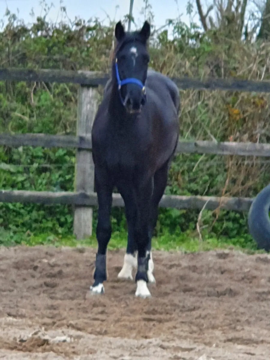 3 year old Sligo Candy Boy - Image 2