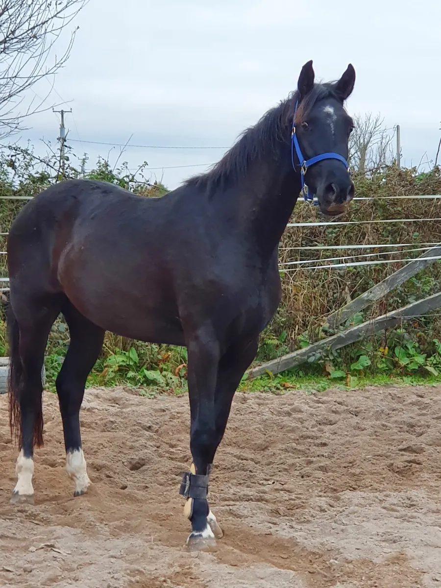 3 year old Sligo Candy Boy - Image 3