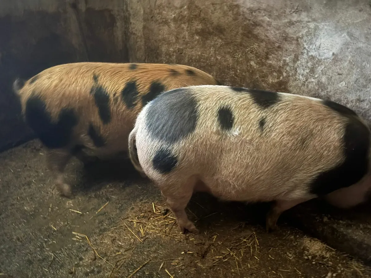 Pigs - Image 1
