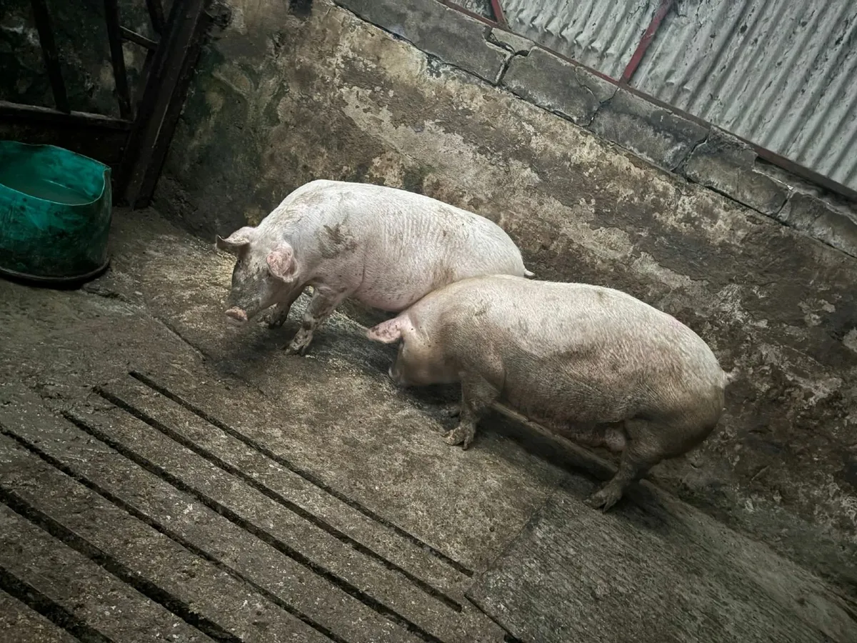 Pigs - Image 2