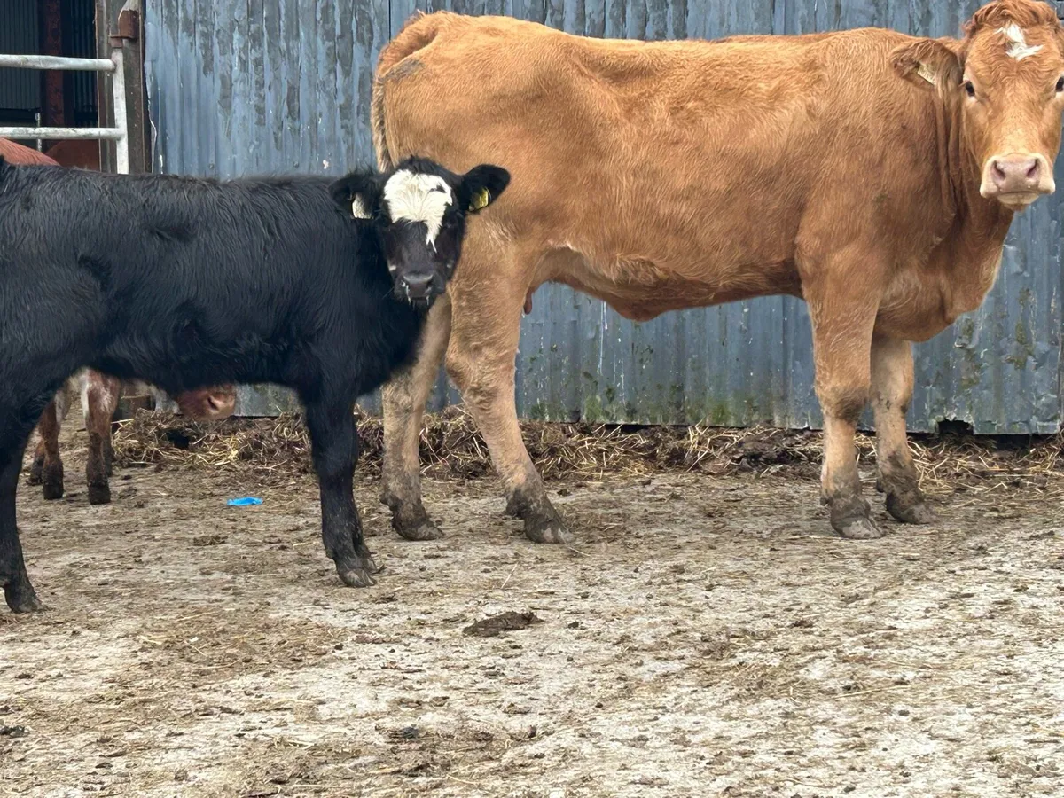 First calved heifer and heifer calf - Image 2