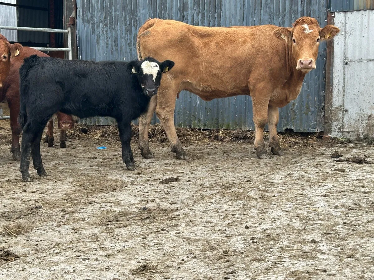 First calved heifer and heifer calf - Image 3