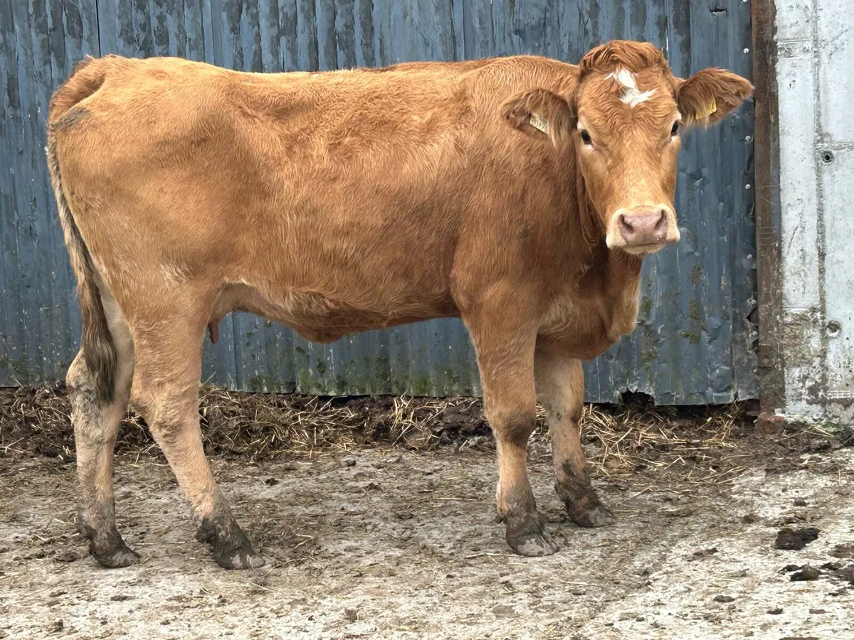 First calved heifer and heifer calf - Image 4