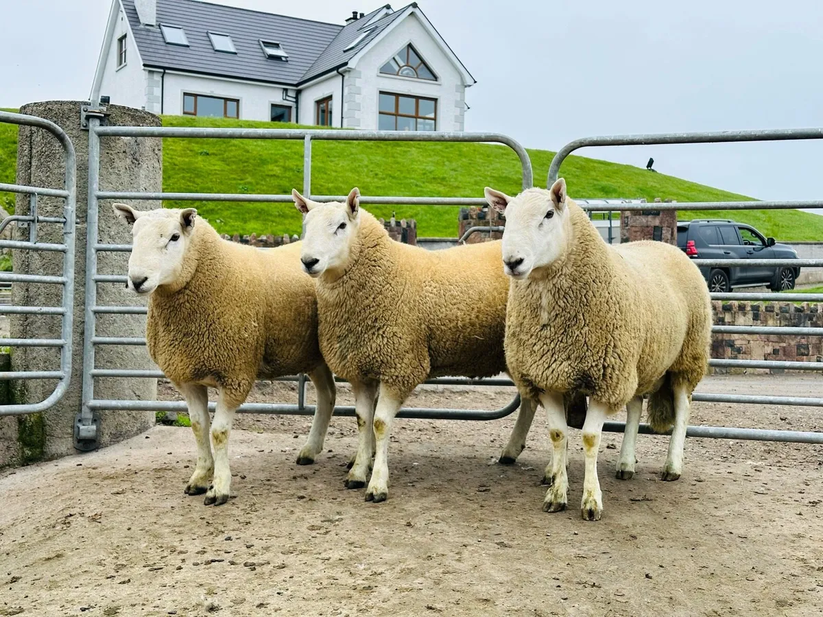 Wicklow Cheviot Rams - Image 1