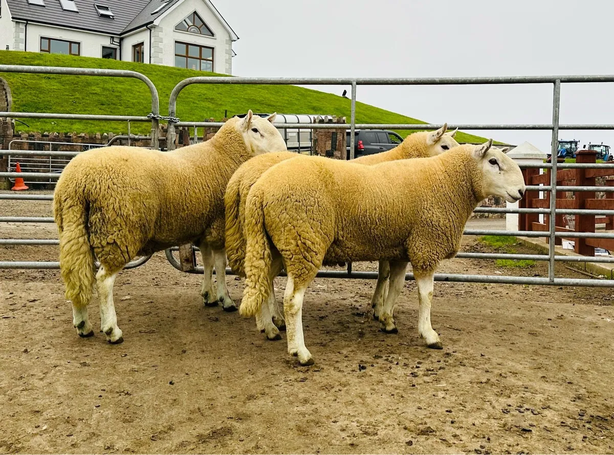 Wicklow Cheviot Rams - Image 2