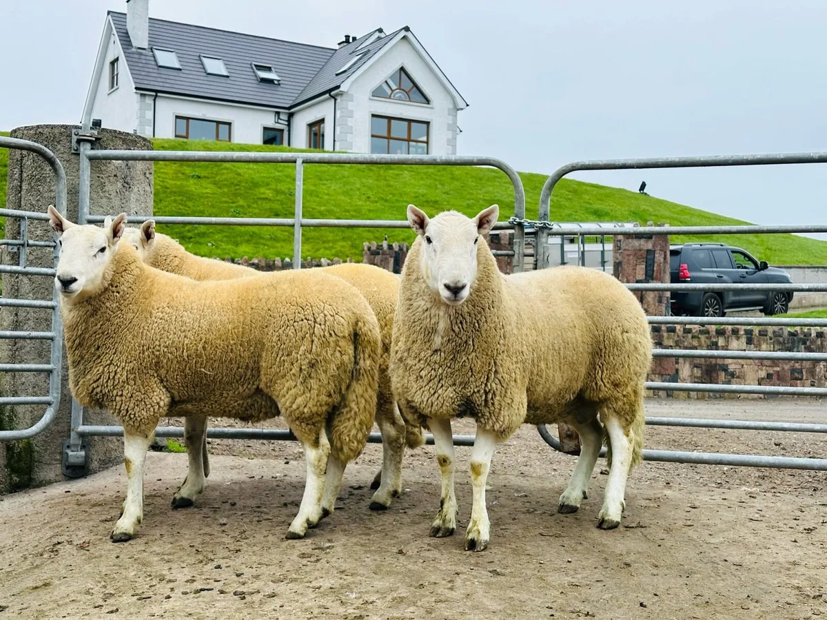 Wicklow Cheviot Rams - Image 3