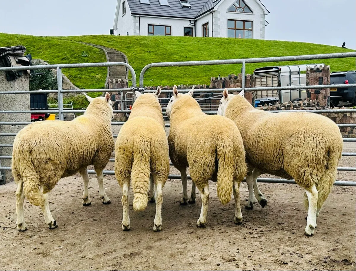 Wicklow Cheviot Rams - Image 4