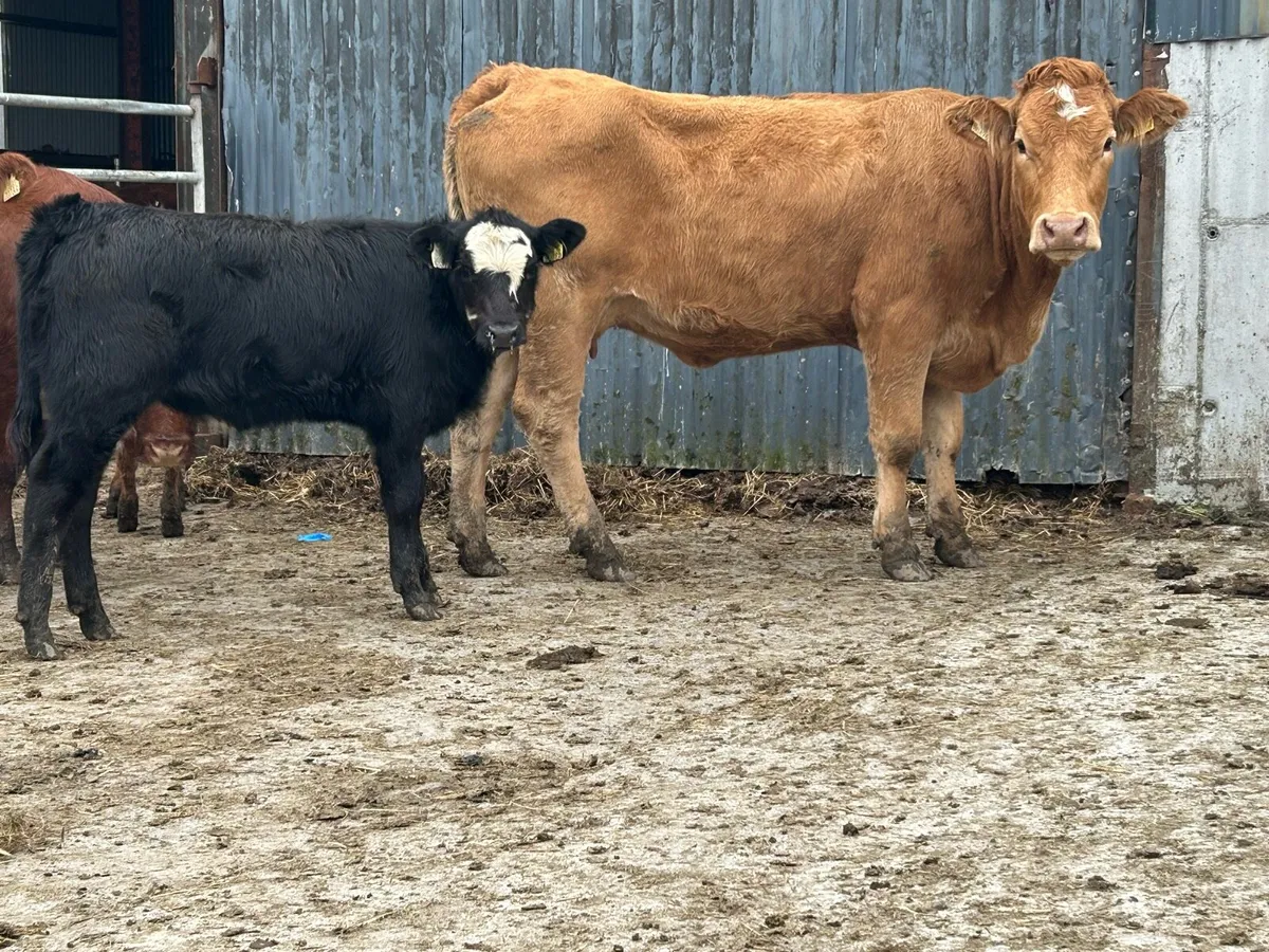First calved heifer and heifer calf - Image 1