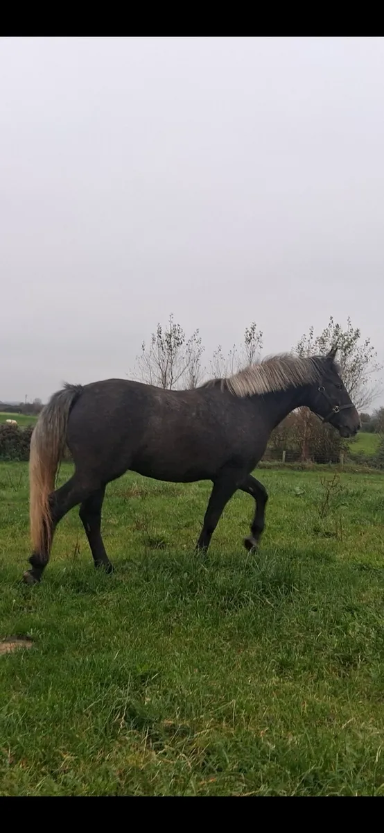 RID Gelding - Image 3