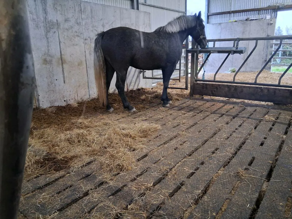 RID Gelding - Image 4