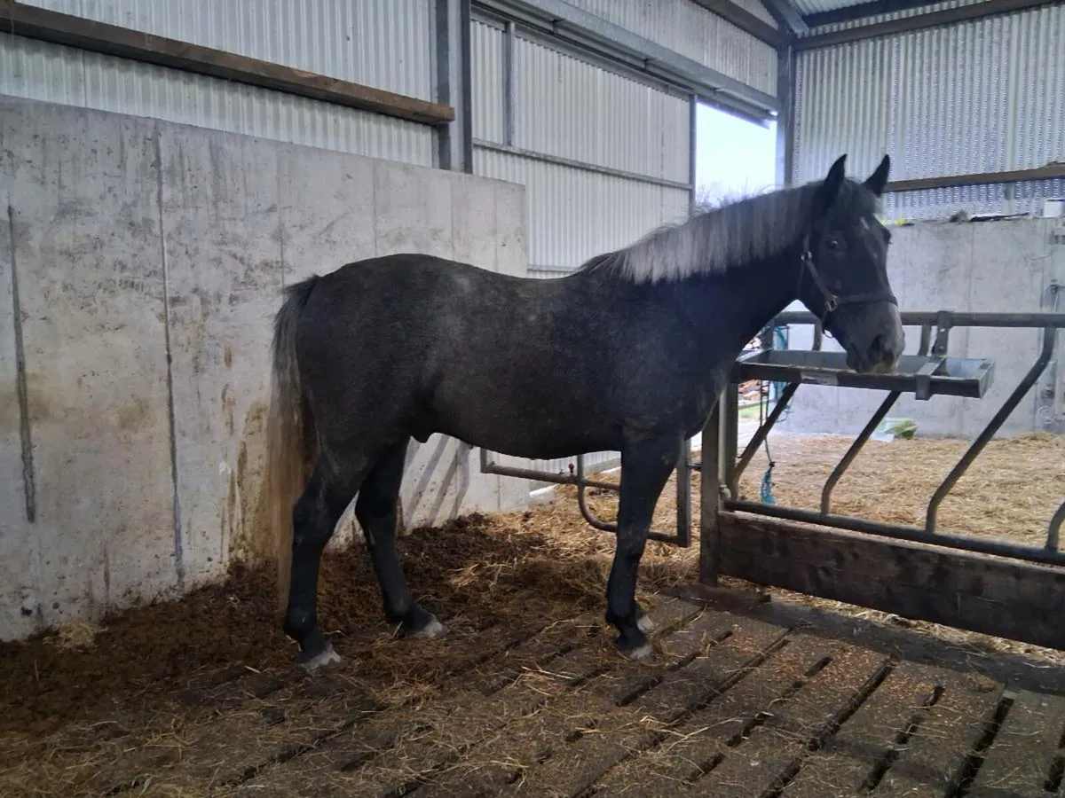 RID Gelding - Image 2