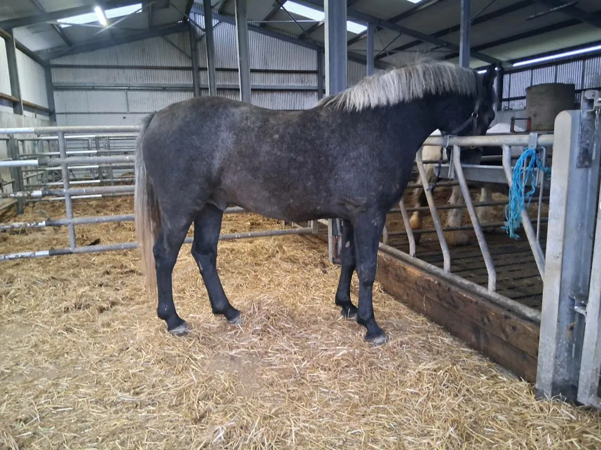 RID Gelding - Image 1