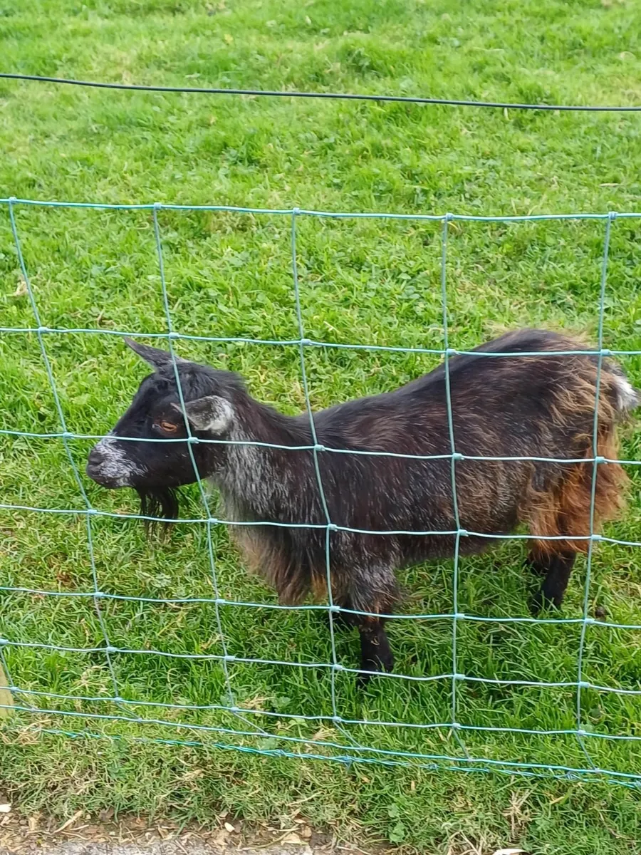 Pygmy Goats - Image 2