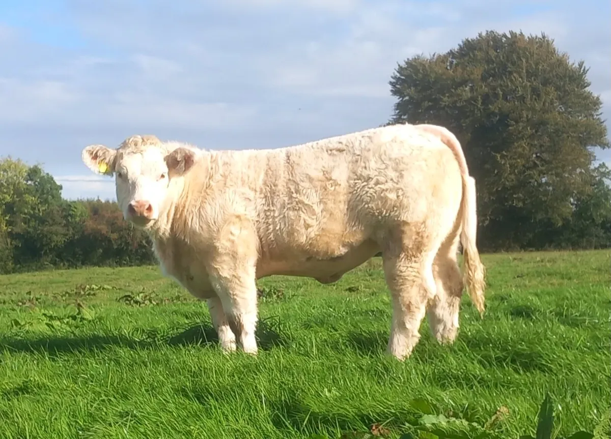 Top quality pbr Charolais heifers - Image 1