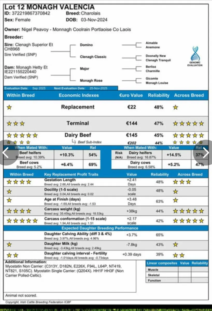 Top quality pbr Charolais heifers - Image 2