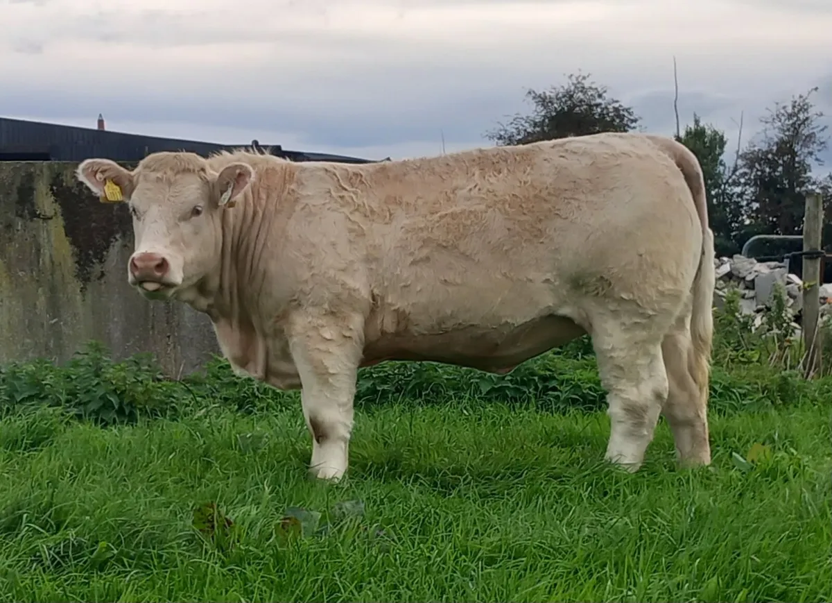 Top quality pbr Charolais heifers - Image 3