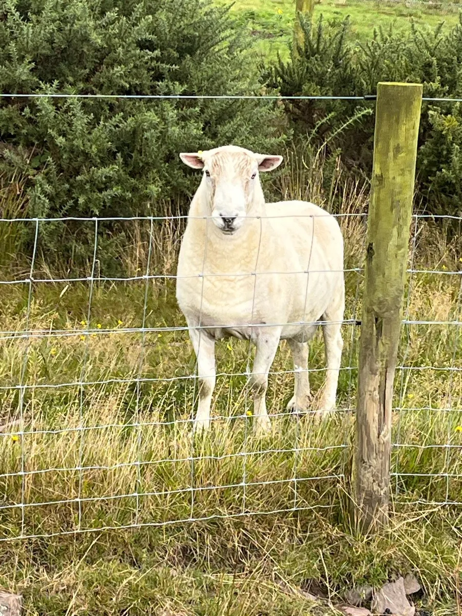 Easycare ram - Image 1