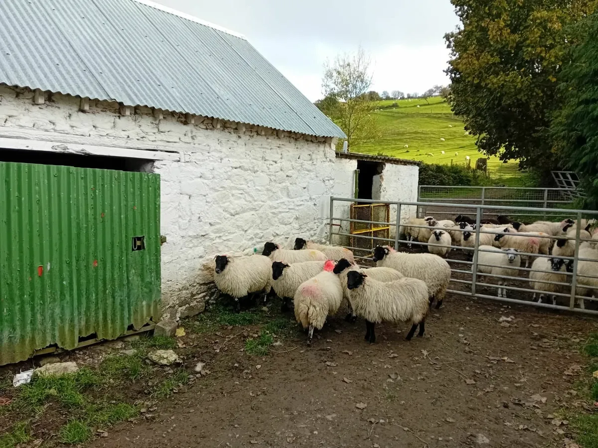 Ewe Lambs