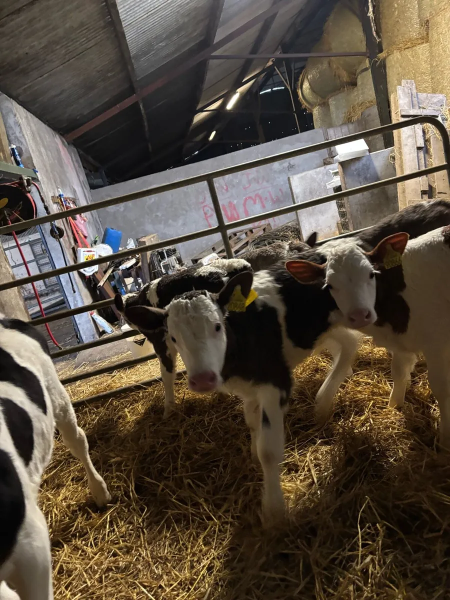 Simmental calves for sale - Image 3