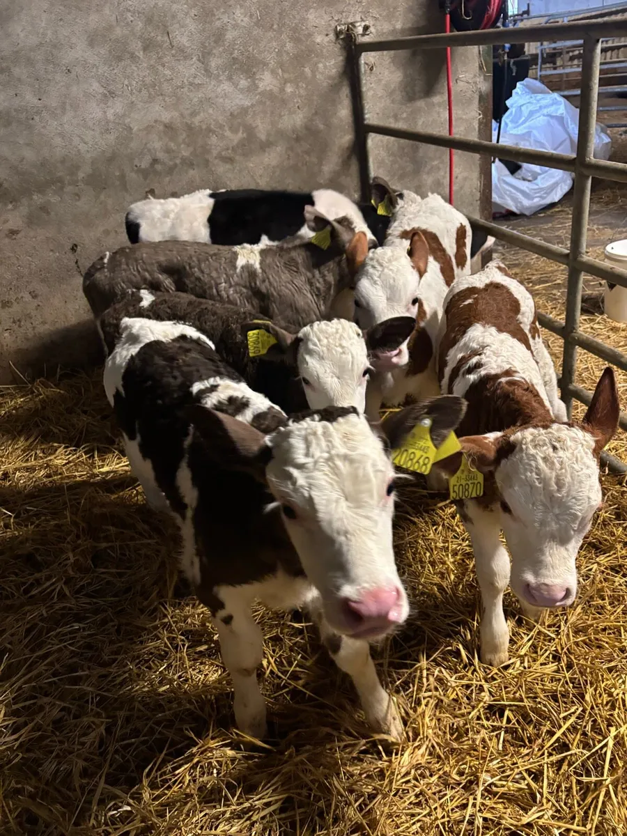 Simmental calves for sale - Image 4