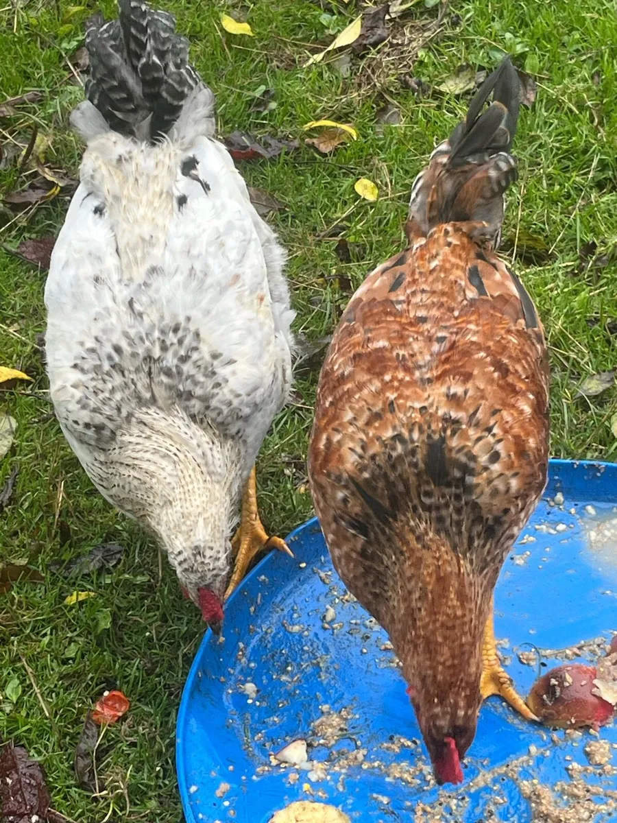 Pomeranian X Toulouse Geese (Unsexed) 2 roosters - Image 4