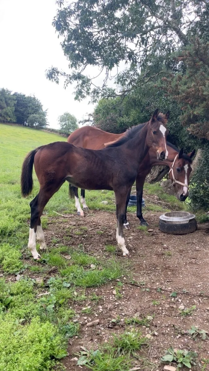 Hiello colt foal - Image 1