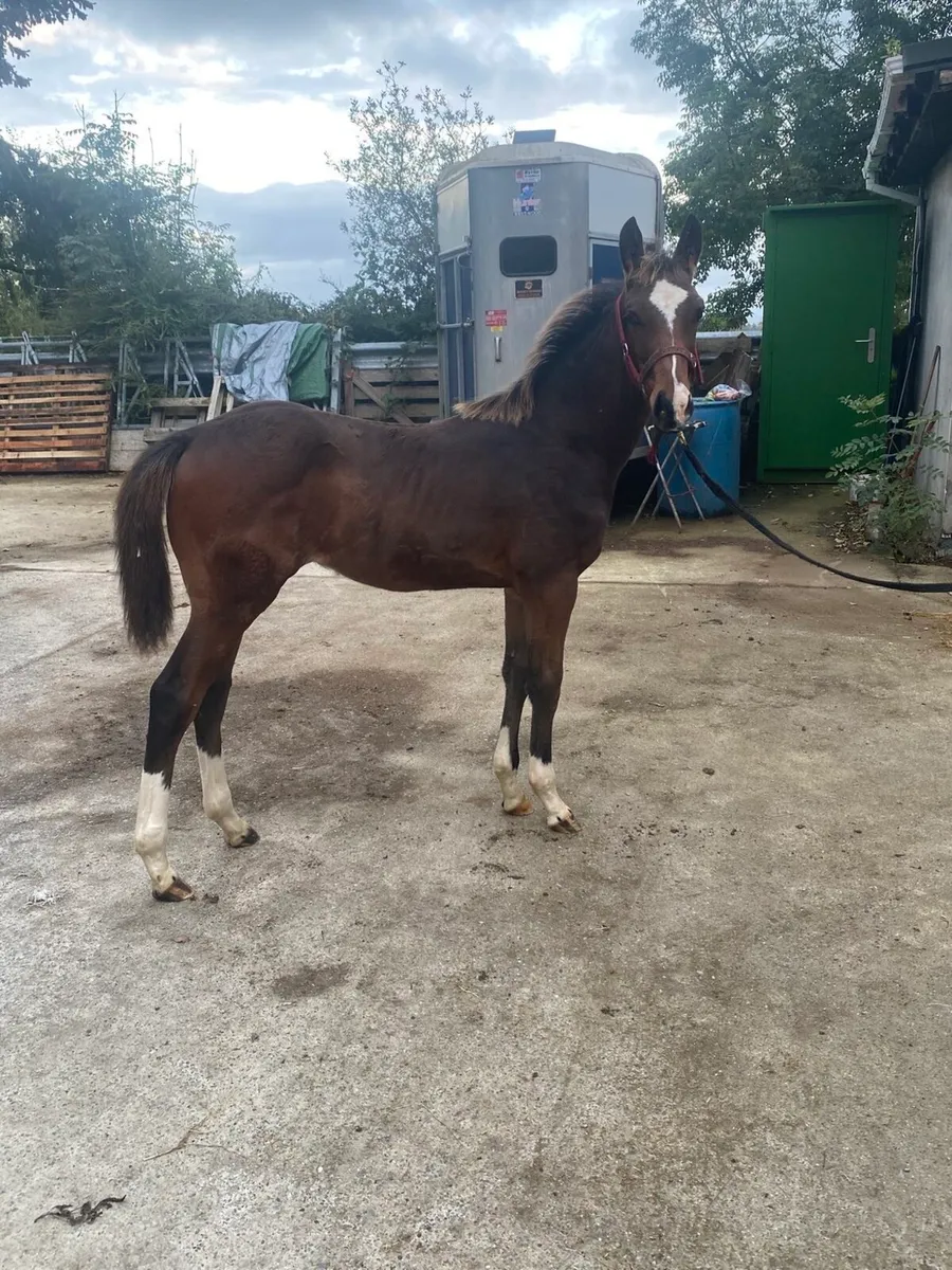 Hiello colt foal - Image 2