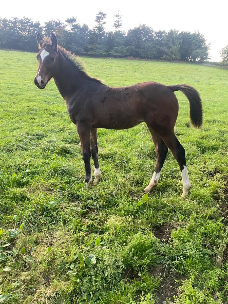 Hiello colt foal - Image 3