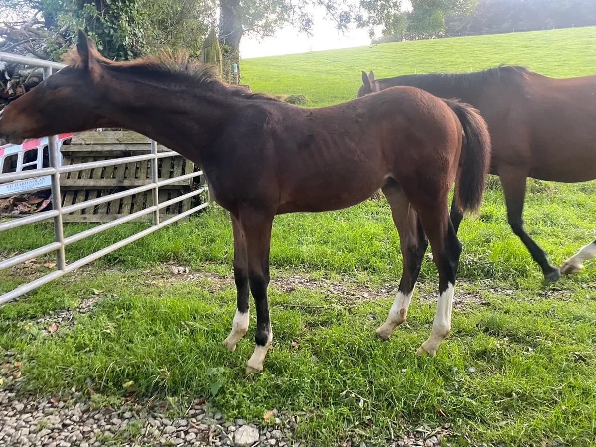 Hiello colt foal - Image 4