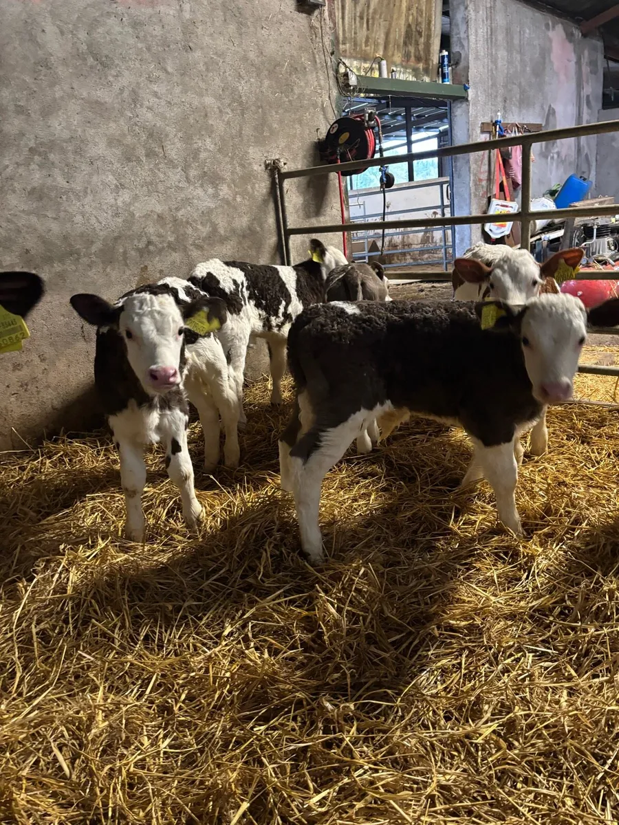 Simmental calves for sale - Image 1