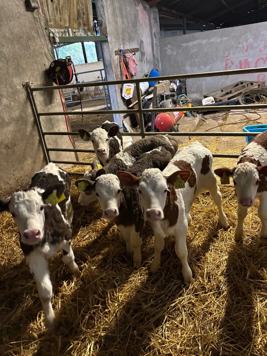 Simmental calves for sale - Image 2