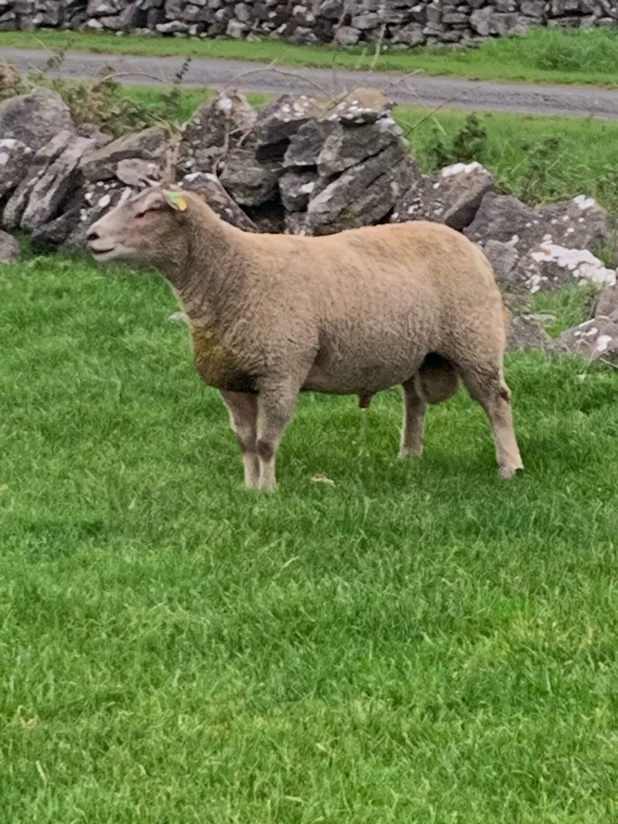 ram - Image 1