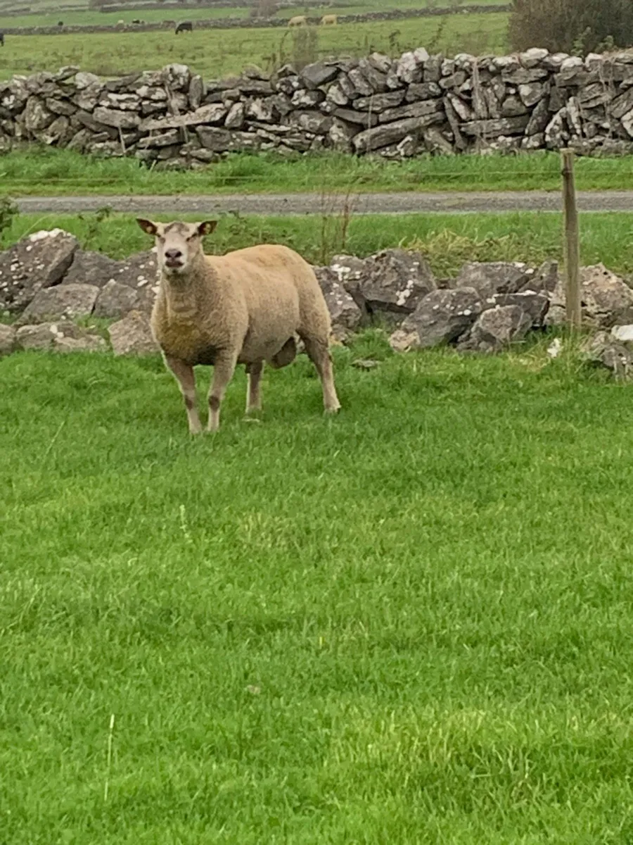 ram - Image 2