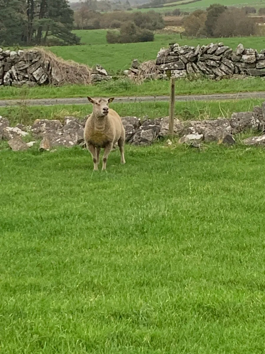 ram - Image 3