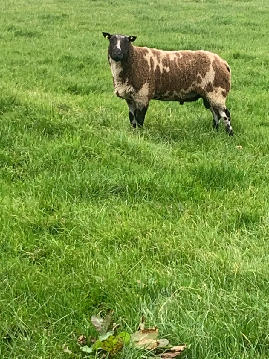 ram - Image 4