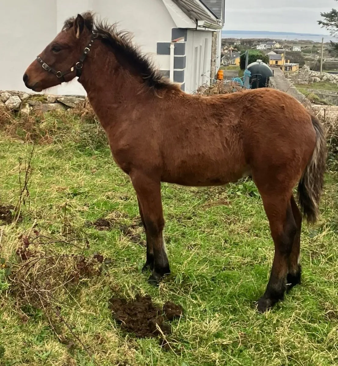 Horse Foal - Image 1