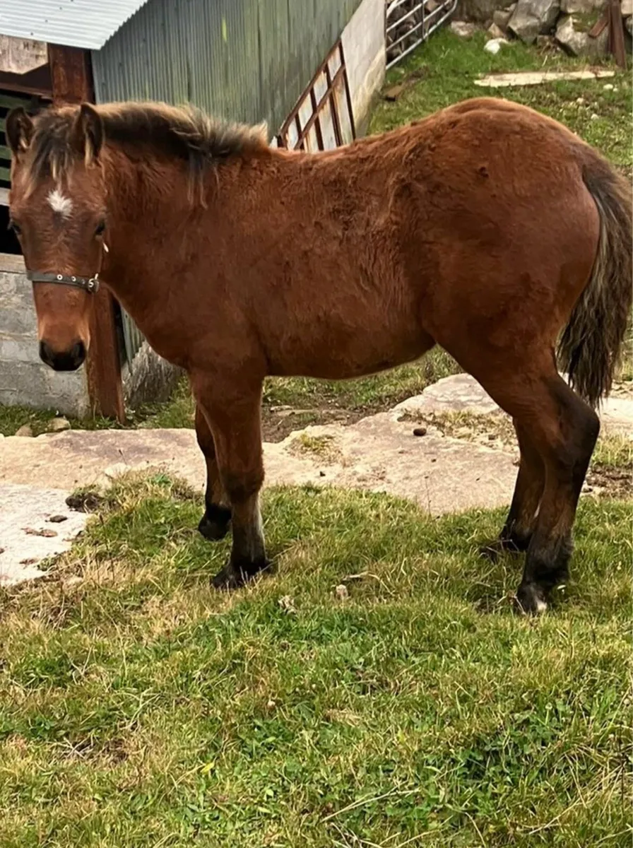 Horse Foal - Image 2