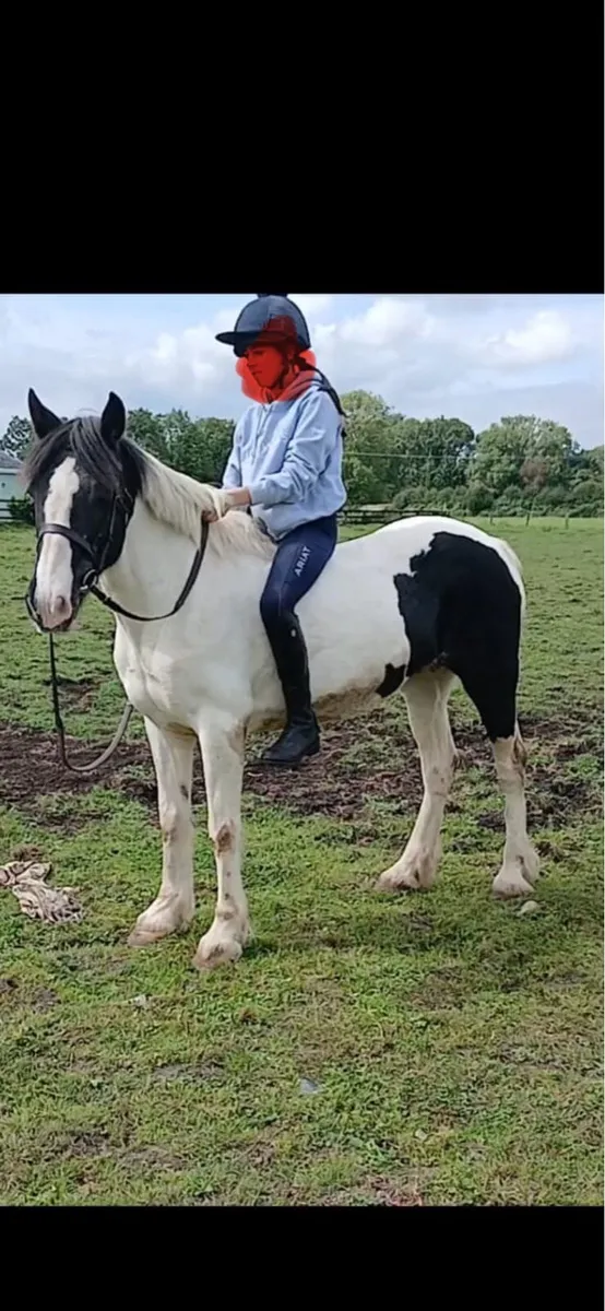 16 yrs 14 Hh all Rounder Pony